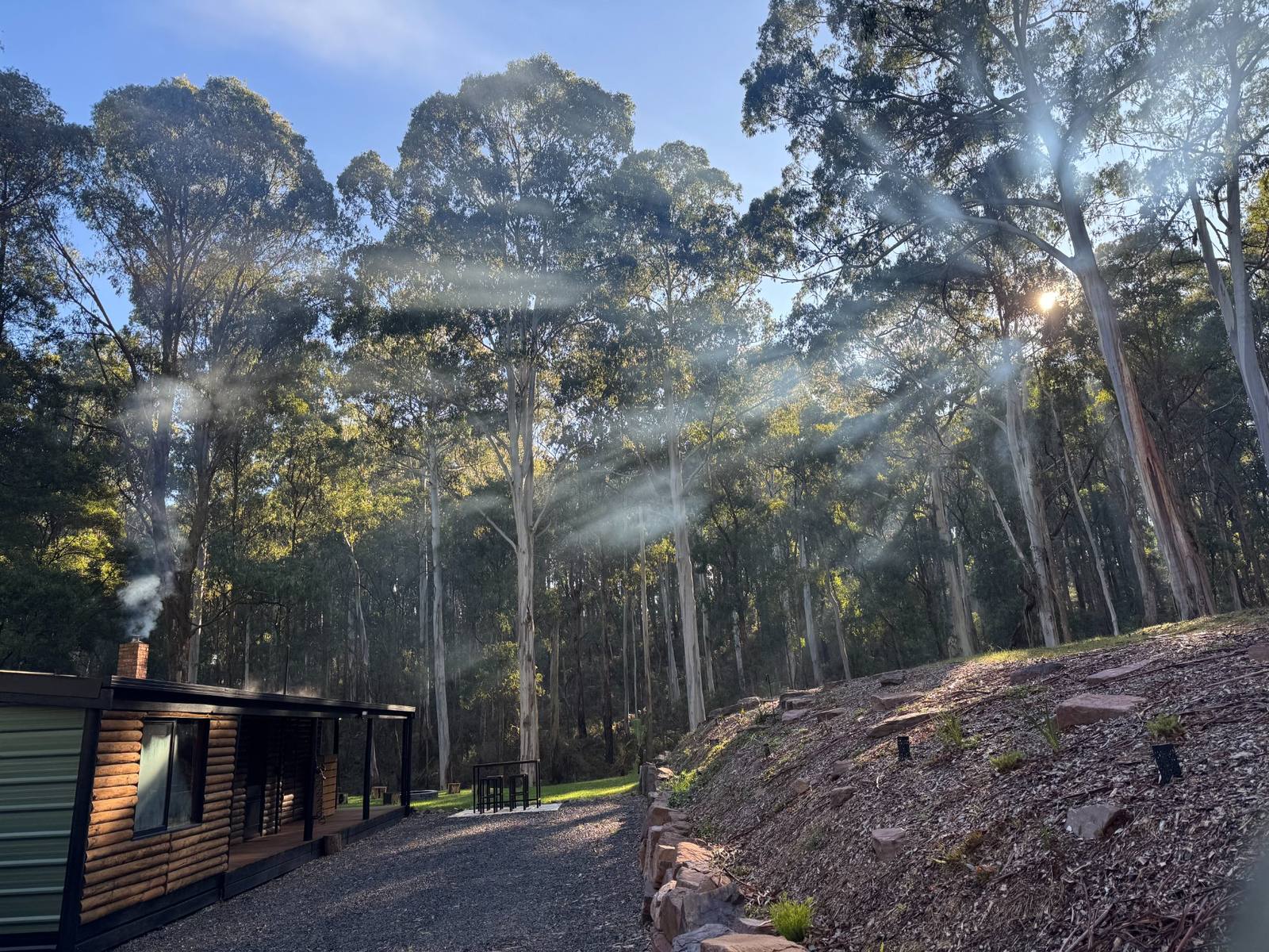 Morning fog through trees at Wilder Romp Victoria